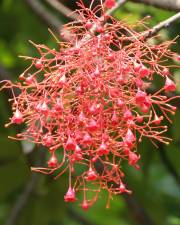 Fotografia da espécie Brachychiton acerifolius