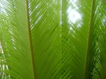 Fotografia da espécie Cycas revoluta