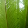 Fotografia 10 da espécie Cycas revoluta do Jardim Botânico UTAD