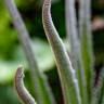Fotografia 13 da espécie Cycas revoluta do Jardim Botânico UTAD