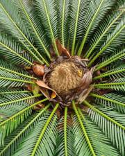 Fotografia da espécie Cycas revoluta