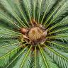 Fotografia 1 da espécie Cycas revoluta do Jardim Botânico UTAD