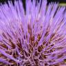 Fotografia 7 da espécie Cynara cardunculus do Jardim Botânico UTAD