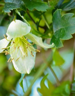 Fotografia 7 da espécie Clematis cirrhosa no Jardim Botânico UTAD