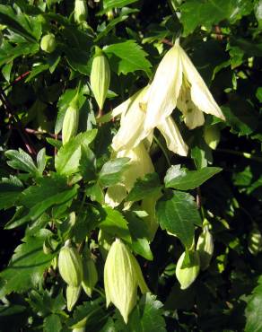 Fotografia 8 da espécie Clematis cirrhosa no Jardim Botânico UTAD