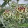 Fotografia 8 da espécie Cynara cardunculus do Jardim Botânico UTAD