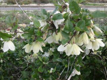 Fotografia da espécie Clematis cirrhosa