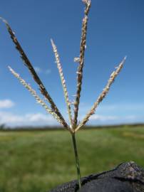 Fotografia da espécie Cynodon dactylon