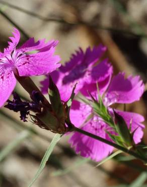 Fotografia 1 da espécie Dianthus seguieri no Jardim Botânico UTAD