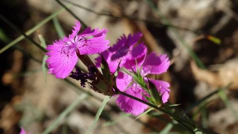 Fotografia da espécie Dianthus seguieri