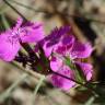 Fotografia 1 da espécie Dianthus seguieri do Jardim Botânico UTAD