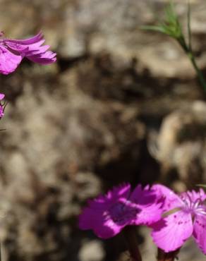 Fotografia 2 da espécie Dianthus seguieri no Jardim Botânico UTAD