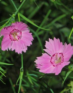 Fotografia 3 da espécie Dianthus seguieri no Jardim Botânico UTAD