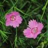 Fotografia 3 da espécie Dianthus seguieri do Jardim Botânico UTAD