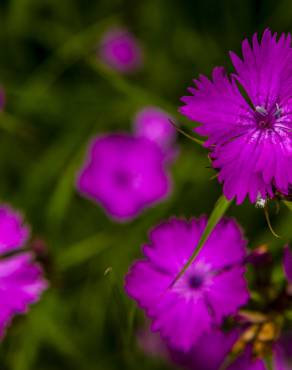 Fotografia 4 da espécie Dianthus seguieri no Jardim Botânico UTAD