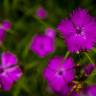 Fotografia 4 da espécie Dianthus seguieri do Jardim Botânico UTAD