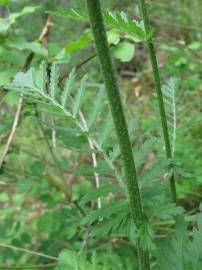 Fotografia da espécie Tanacetum corymbosum