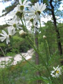 Fotografia da espécie Tanacetum corymbosum