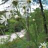 Fotografia 6 da espécie Tanacetum corymbosum do Jardim Botânico UTAD