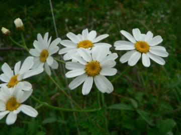 Fotografia da espécie Tanacetum corymbosum