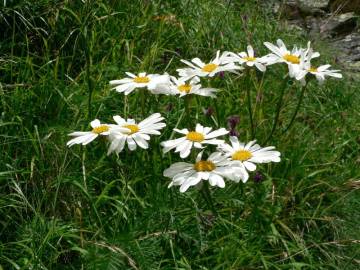 Fotografia da espécie Tanacetum corymbosum