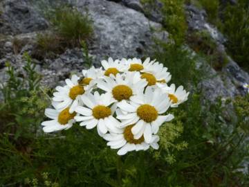 Fotografia da espécie Tanacetum corymbosum