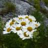 Fotografia 10 da espécie Tanacetum corymbosum do Jardim Botânico UTAD