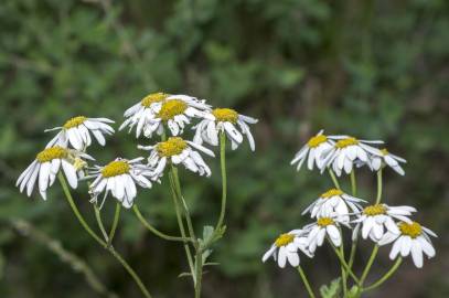 Fotografia da espécie Tanacetum corymbosum