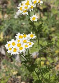 Fotografia da espécie Tanacetum corymbosum