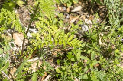 Fotografia da espécie Tanacetum corymbosum