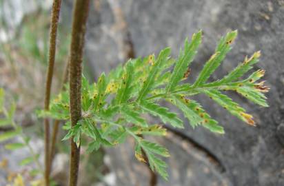 Fotografia da espécie Tanacetum corymbosum