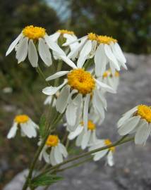 Fotografia da espécie Tanacetum corymbosum