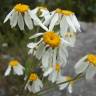 Fotografia 18 da espécie Tanacetum corymbosum do Jardim Botânico UTAD