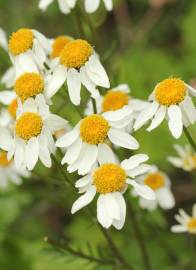Fotografia da espécie Tanacetum corymbosum