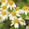 Fotografia 1 da espécie Tanacetum corymbosum do Jardim Botânico UTAD