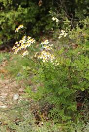 Fotografia da espécie Tanacetum corymbosum