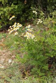 Fotografia da espécie Tanacetum corymbosum