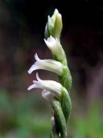 Fotografia da espécie Spiranthes aestivalis