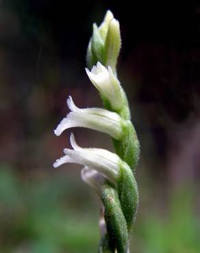 Fotografia 3 da espécie Spiranthes aestivalis no Jardim Botânico UTAD