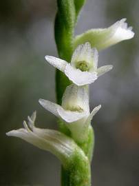 Fotografia da espécie Spiranthes aestivalis