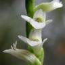 Fotografia 4 da espécie Spiranthes aestivalis do Jardim Botânico UTAD