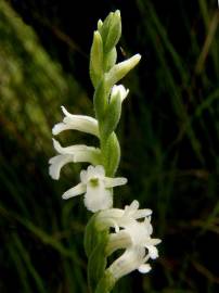 Fotografia da espécie Spiranthes aestivalis