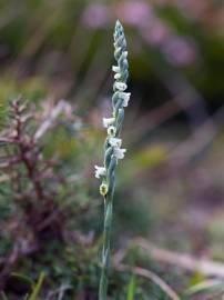 Fotografia da espécie Spiranthes aestivalis