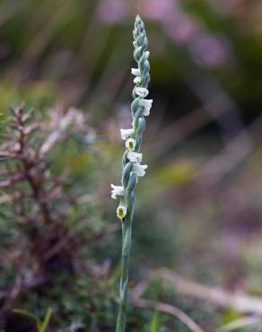 Fotografia 6 da espécie Spiranthes aestivalis no Jardim Botânico UTAD