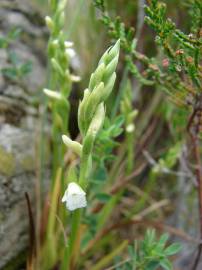 Fotografia da espécie Spiranthes aestivalis