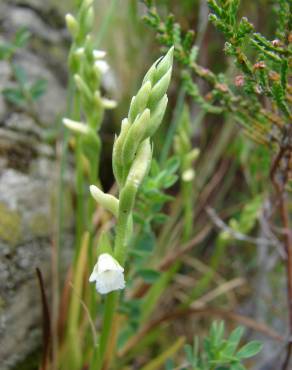 Fotografia 7 da espécie Spiranthes aestivalis no Jardim Botânico UTAD