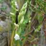 Fotografia 7 da espécie Spiranthes aestivalis do Jardim Botânico UTAD