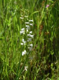 Fotografia da espécie Spiranthes aestivalis