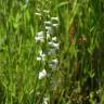 Fotografia 8 da espécie Spiranthes aestivalis do Jardim Botânico UTAD