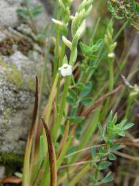 Fotografia da espécie Spiranthes aestivalis